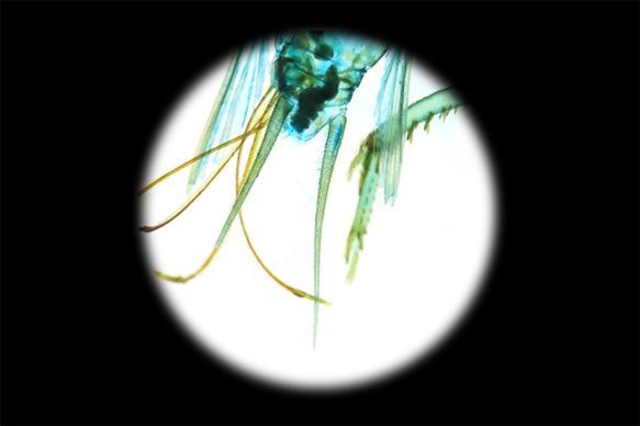 【透明標本工房 fishheart】 透明標本 - 黃斑黑蟋蟀 Gryllus bimaculatus 第19張的照片