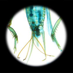 【透明標本工房 fishheart】 透明標本 - 黃斑黑蟋蟀 Gryllus bimaculatus 第18張的照片