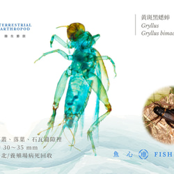 【透明標本工房 fishheart】 透明標本 - 黃斑黑蟋蟀 Gryllus bimaculatus 第6張的照片