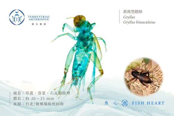 【透明標本工房 fishheart】 透明標本 - 黃斑黑蟋蟀 Gryllus bimaculatus 第6張的照片