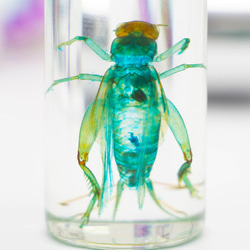 【透明標本工房 fishheart】 透明標本 - 黃斑黑蟋蟀 Gryllus bimaculatus 第3張的照片