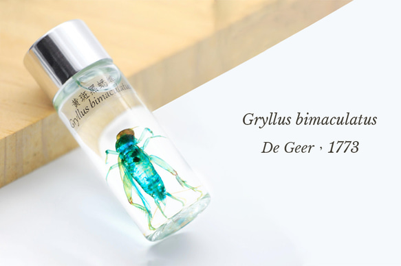 【透明標本工房 fishheart】 透明標本 - 黃斑黑蟋蟀 Gryllus bimaculatus 第5張的照片