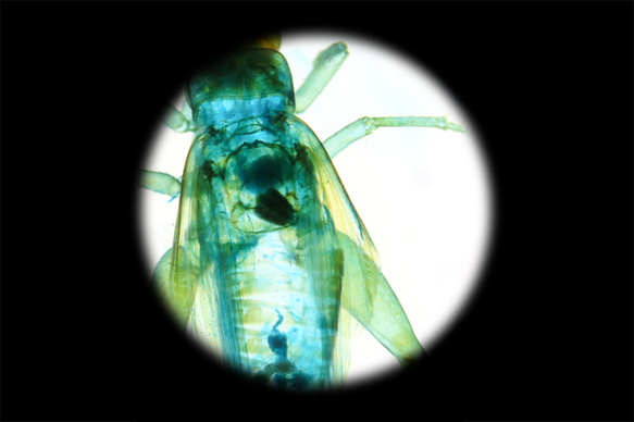 【透明標本工房 fishheart】 透明標本 - 黃斑黑蟋蟀 Gryllus bimaculatus 第14張的照片