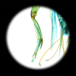 【透明標本工房 fishheart】 透明標本 - 黃斑黑蟋蟀 Gryllus bimaculatus 第16張的照片