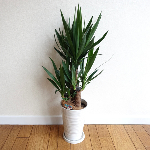 ユッカ エレファンティペス 3本セット