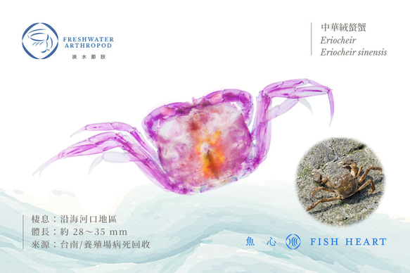 【透明標本工房 fishheart】 透明標本 - 中華絨螯蟹 Eriocheir sinensis (小) 第7張的照片