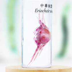 【透明標本工房 fishheart】 透明標本 - 中華絨螯蟹 Eriocheir sinensis (小) 第5張的照片