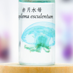 【透明標本工房フィッシュハート】透明標本-Rhopilema esculentum（小） 4枚目の画像