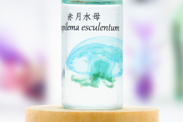 【透明標本工房フィッシュハート】透明標本-Rhopilema esculentum（小） 4枚目の画像