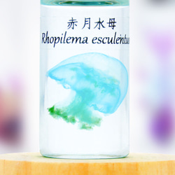 【透明標本工房フィッシュハート】透明標本-Rhopilema esculentum（小） 2枚目の画像