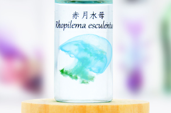 【透明標本工房 fishheart】 透明標本 - 赤月水母 Rhopilema esculentum (小) 第2張的照片