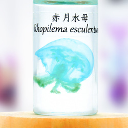 【透明標本工房 fishheart】 透明標本 - 赤月水母 Rhopilema esculentum (小) 第3張的照片