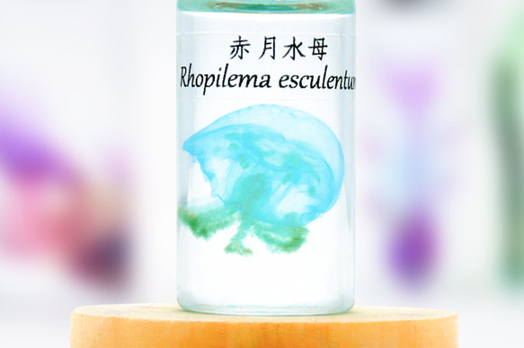 【透明標本工房フィッシュハート】透明標本-Rhopilema esculentum（小） 3枚目の画像