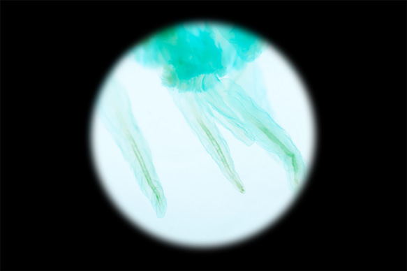 【透明標本工房 fishheart】 透明標本 - 赤月水母 Rhopilema esculentum (小) 第15張的照片