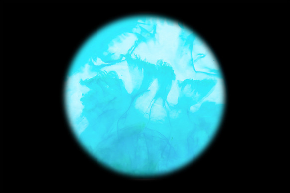 【透明標本工房 fishheart】 透明標本 - 赤月水母 Rhopilema esculentum (小) 第16張的照片