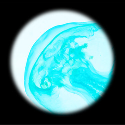 【透明標本工房フィッシュハート】透明標本-Rhopilema esculentum（小） 11枚目の画像