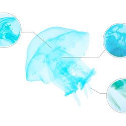 【透明標本工房 fishheart】 透明標本 - 赤月水母 Rhopilema esculentum (小) 第10張的照片
