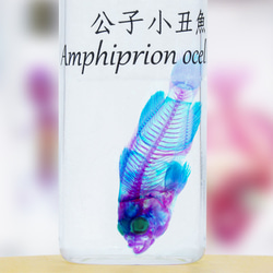 【透明標本工房 fishheart】 透明標本 - 公子小丑魚 Amphiprion ocellaris 第3張的照片