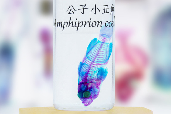 【透明標本工房 fishheart】 透明標本 - 公子小丑魚 Amphiprion ocellaris 第3張的照片
