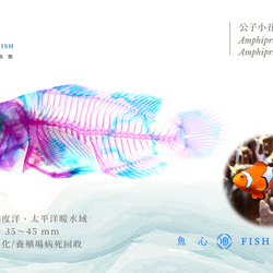 【透明標本工房 fishheart】 透明標本 - 公子小丑魚 Amphiprion ocellaris 第6張的照片