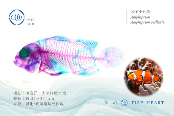 【透明標本工房 fishheart】 透明標本 - 公子小丑魚 Amphiprion ocellaris 第6張的照片