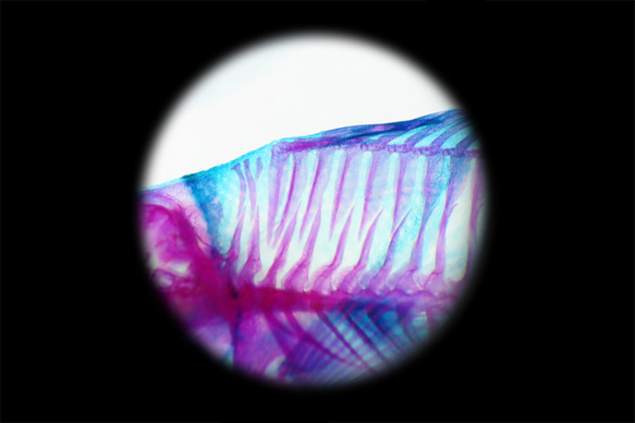 【透明標本工房 fishheart】 透明標本 - 公子小丑魚 Amphiprion ocellaris 第12張的照片