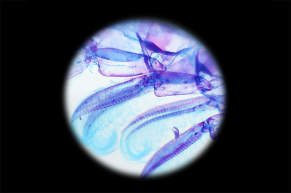 【透明標本工房 fishheart】 透明標本 - 大螻蛄蝦 Upogebia spp. 第12張的照片