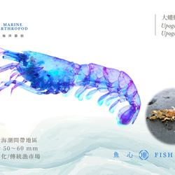 【透明標本工房 fishheart】 透明標本 - 大螻蛄蝦 Upogebia spp. 第5張的照片