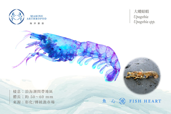 【透明標本工房 fishheart】 透明標本 - 大螻蛄蝦 Upogebia spp. 第5張的照片