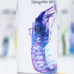 【透明標本工房 fishheart】 透明標本 - 大螻蛄蝦 Upogebia spp. 第3張的照片