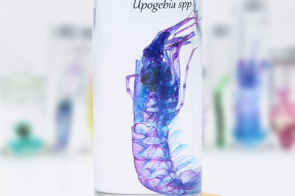 【透明標本工房 fishheart】 透明標本 - 大螻蛄蝦 Upogebia spp. 第3張的照片