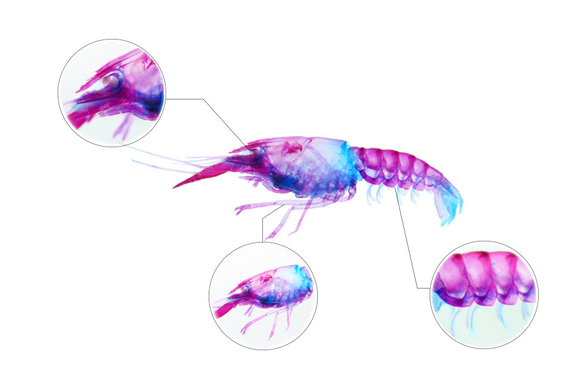 【透明標本工房 fishheart】 透明標本 - 克氏原螯蝦 Procambarus clarkii 第10張的照片