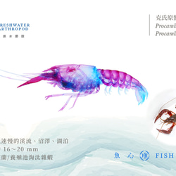 【透明標本工房 fishheart】 透明標本 - 克氏原螯蝦 Procambarus clarkii 第6張的照片
