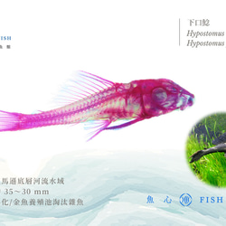 【透明標本工房 フィッシュハート】 透明標本 - Hypostomus plecostomus 8枚目の画像