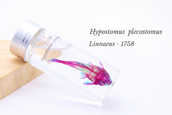 【透明標本工房 フィッシュハート】 透明標本 - Hypostomus plecostomus 7枚目の画像