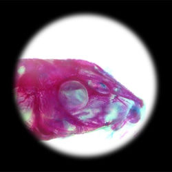 【透明標本工房 fishheart】 透明標本 - 下口鯰 Hypostomus plecostomus 第19張的照片