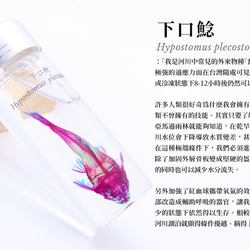 【透明標本工房 fishheart】 透明標本 - 下口鯰 Hypostomus plecostomus 第9張的照片