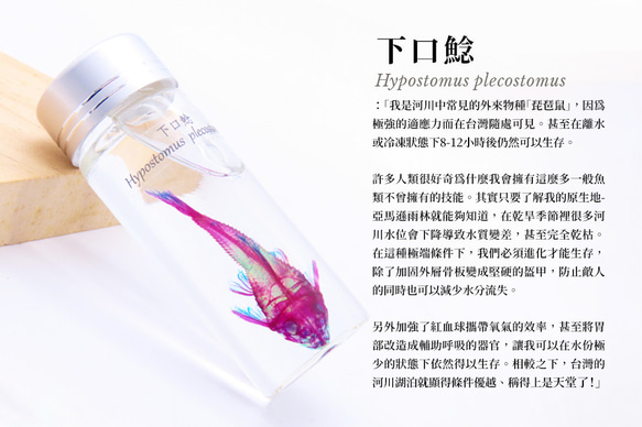 【透明標本工房 フィッシュハート】 透明標本 - Hypostomus plecostomus 9枚目の画像