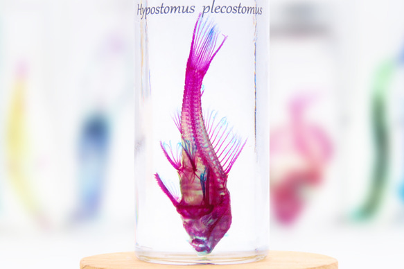 【透明標本工房 フィッシュハート】 透明標本 - Hypostomus plecostomus 5枚目の画像