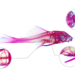 【透明標本工房 fishheart】 透明標本 - 下口鯰 Hypostomus plecostomus 第12張的照片