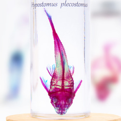【透明標本工房 fishheart】 透明標本 - 下口鯰 Hypostomus plecostomus 第3張的照片