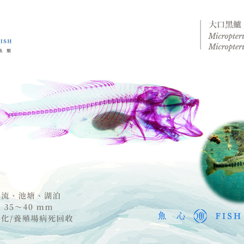 魚(オオクチバス)の透明標本 魚(オオクチバス)の透明標本