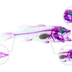 【透明ハーバリウム工房 フィッシュハート】透明標本 - オオクチバス Micropterus salmoides 10枚目の画像