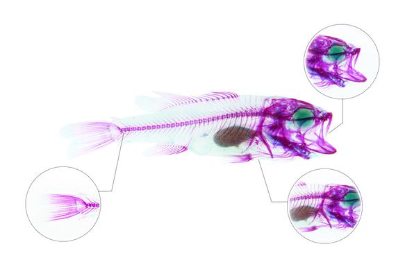 【透明ハーバリウム工房 フィッシュハート】透明標本 - オオクチバス Micropterus salmoides 10枚目の画像