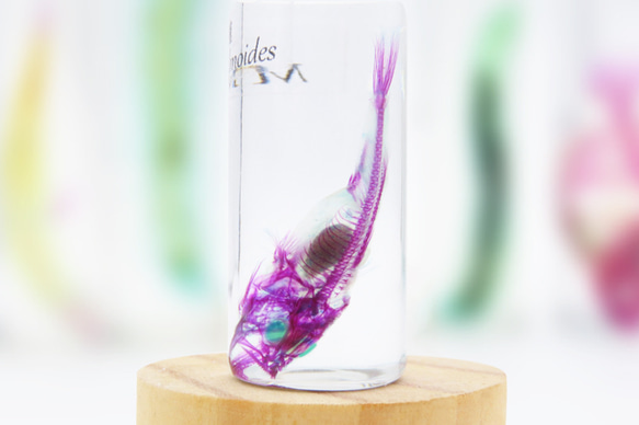 【透明ハーバリウム工房 フィッシュハート】透明標本 - オオクチバス Micropterus salmoides 3枚目の画像