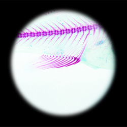 【透明ハーバリウム工房 フィッシュハート】透明標本 - オオクチバス Micropterus salmoides 14枚目の画像