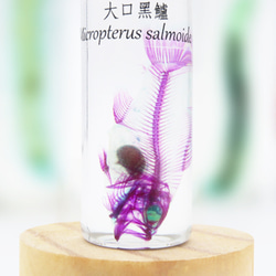 【透明ハーバリウム工房 フィッシュハート】透明標本 - オオクチバス Micropterus salmoides 2枚目の画像