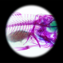 【透明ハーバリウム工房 フィッシュハート】透明標本 - オオクチバス Micropterus salmoides 12枚目の画像
