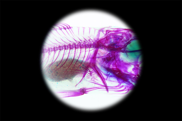 【透明ハーバリウム工房 フィッシュハート】透明標本 - オオクチバス Micropterus salmoides 12枚目の画像