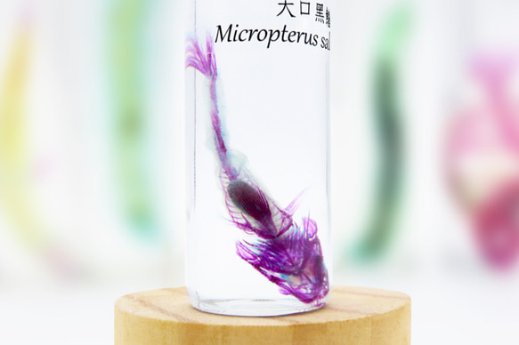 【透明ハーバリウム工房 フィッシュハート】透明標本 - オオクチバス Micropterus salmoides 4枚目の画像